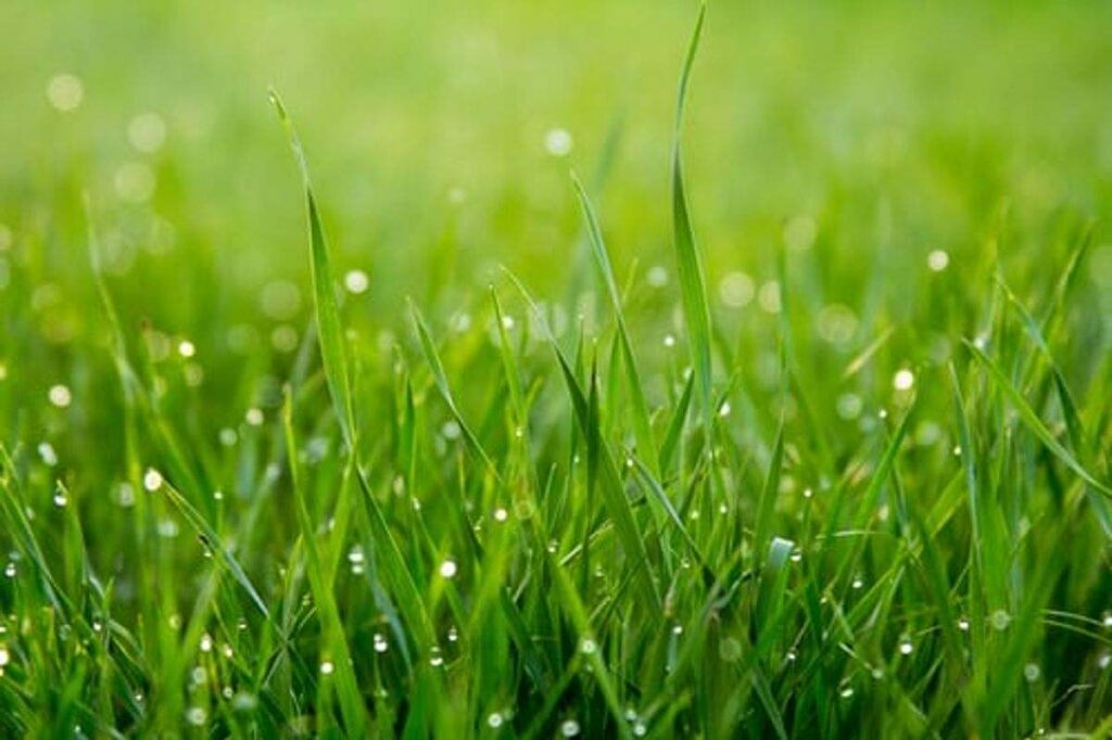 Grass Fertilizer: How to Choose and Utilize the Right Type for Your Lawn
