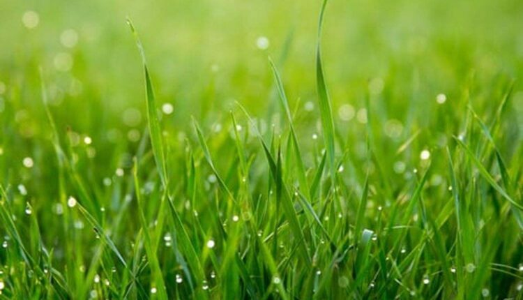 St Augustine grass fertilizer