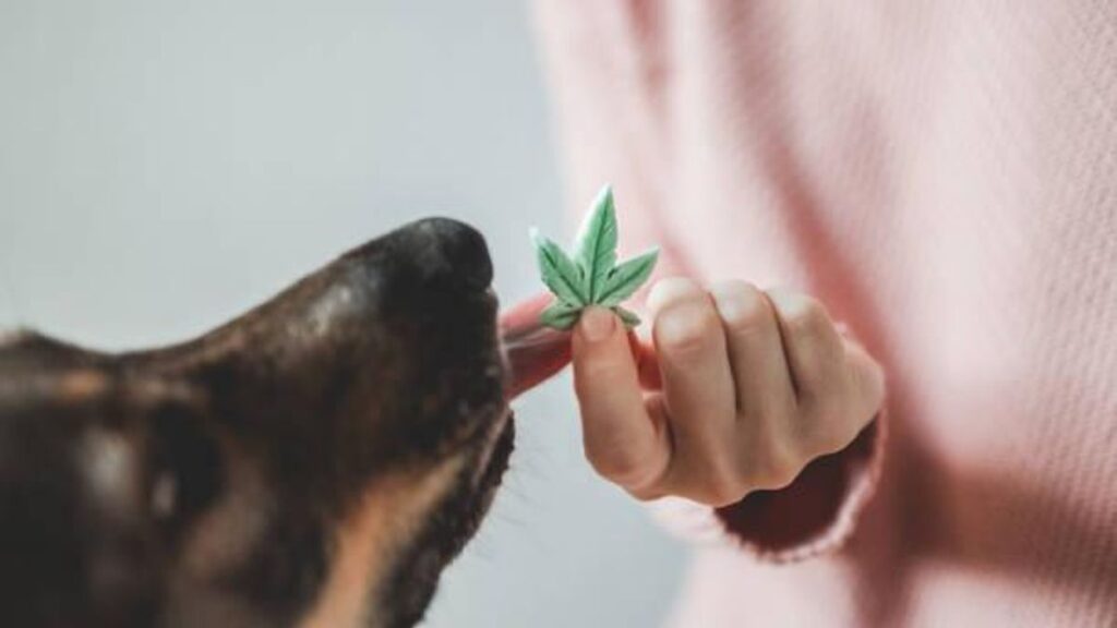 6 Best Ways to Give CBD Oil to Dogs