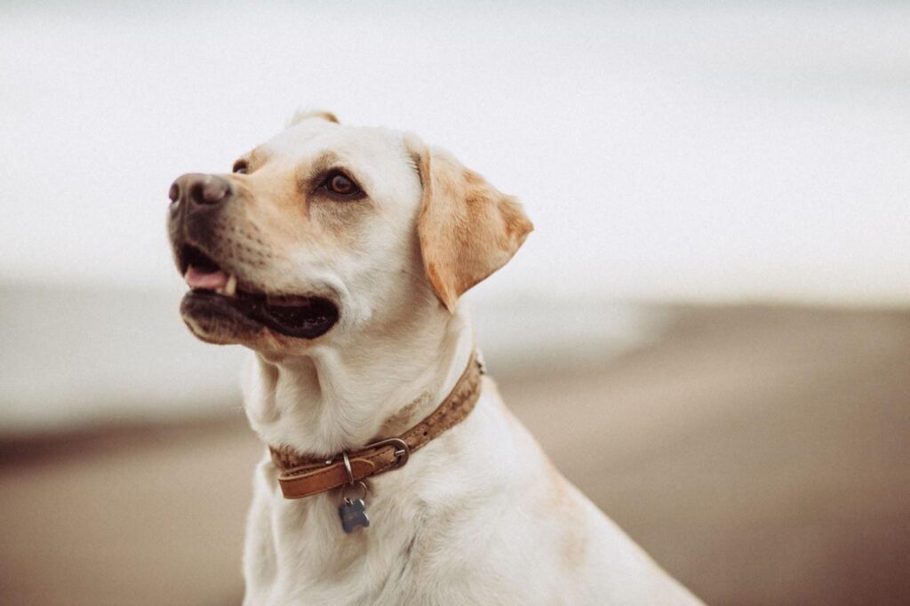 6 Best Luxury Dog Collars For Your Spoiled Pup