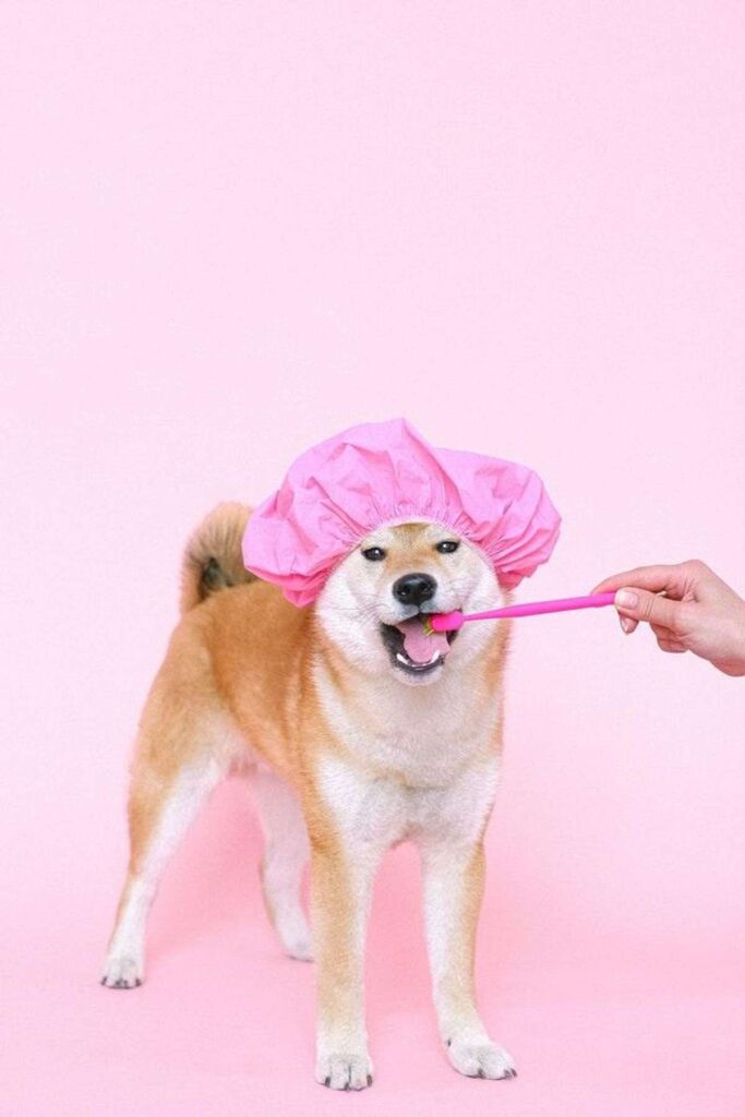 7 Tips that will make Your Dog’s Life Better