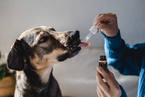 cbd oil in uk