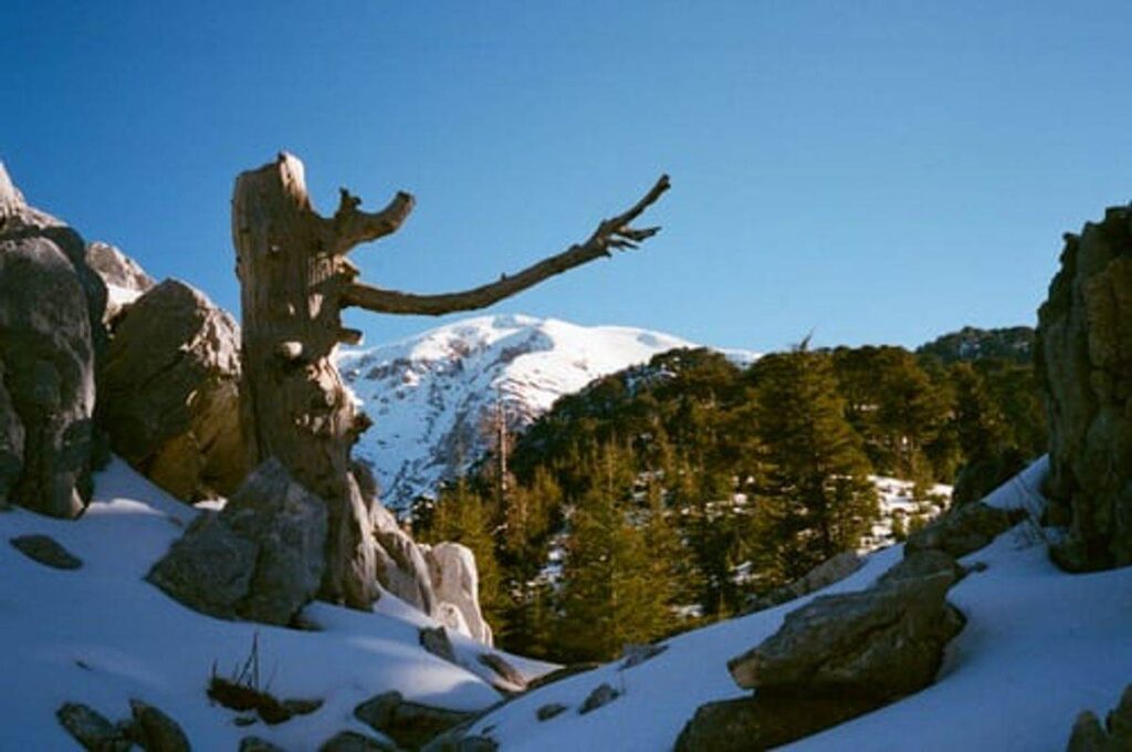 The way to Strategically Set Up a Safety or Infrared Wildlife Digicam
