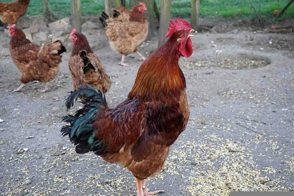 Growing a Hen Coop — 7 Recommendations on Constructing a Poultry Home