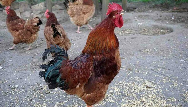 How to Build a Chicken Coop