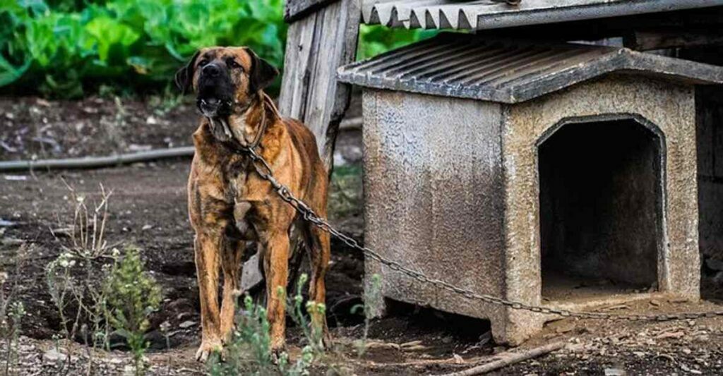 How to develop a Doghouse – Woodworking Plans Make it Easy Seeing that 1, 2, 3