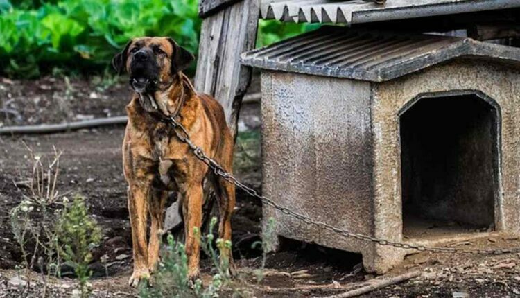 How to Build a Doghouse
