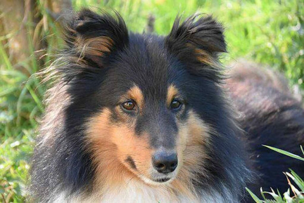 How come My Dog Love Myself?