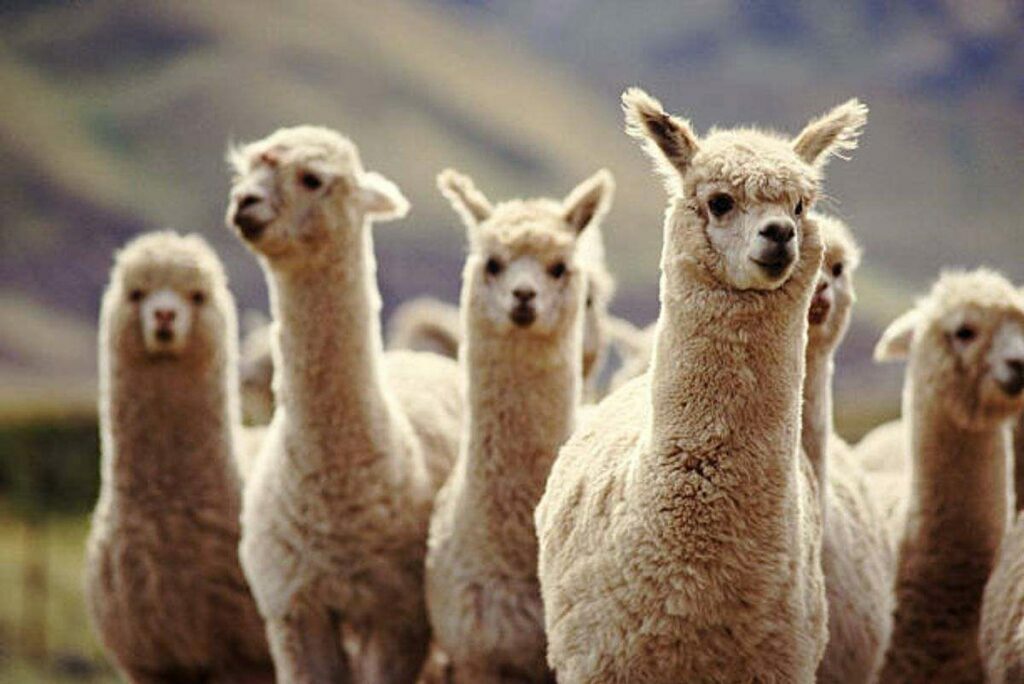 Considering Alpacas? Some Basic Questions along with Answers