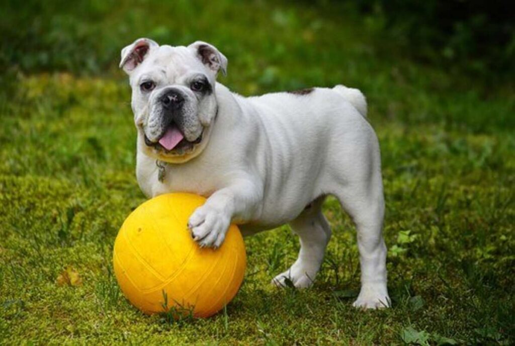 A professional Guide To The Bulldog: Often the Gentle Hero