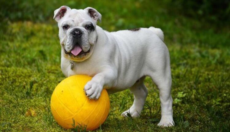 British Bulldog for Sale