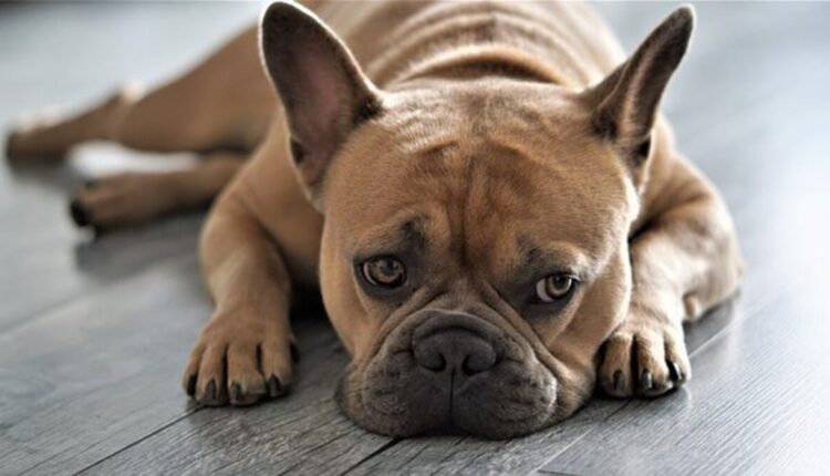 French bulldog puppies for sale