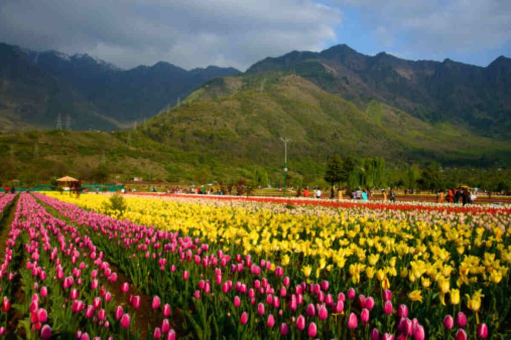 The Indira Gandhi Memorial Tulip Backyard
