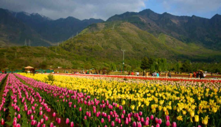 jammu kashmir tulip garden
