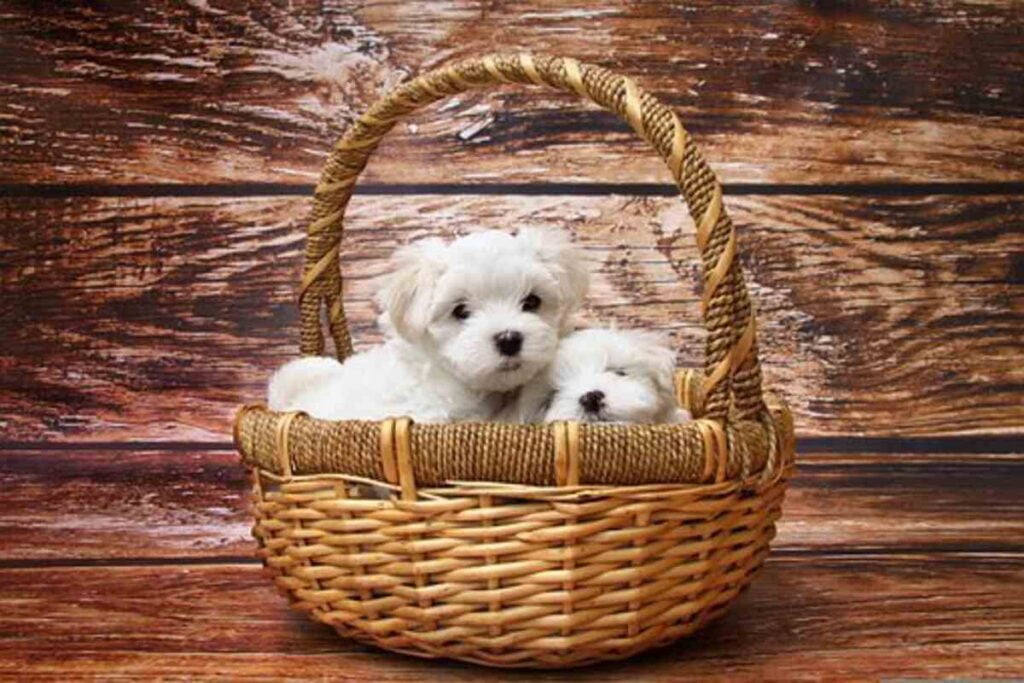 Maltese Puppy And Dog Data