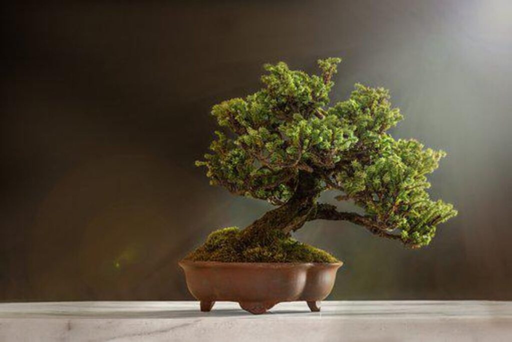 Easy methods to Use Plant Decor to Adorn Your Dwelling