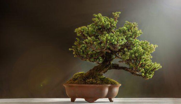 plant decor