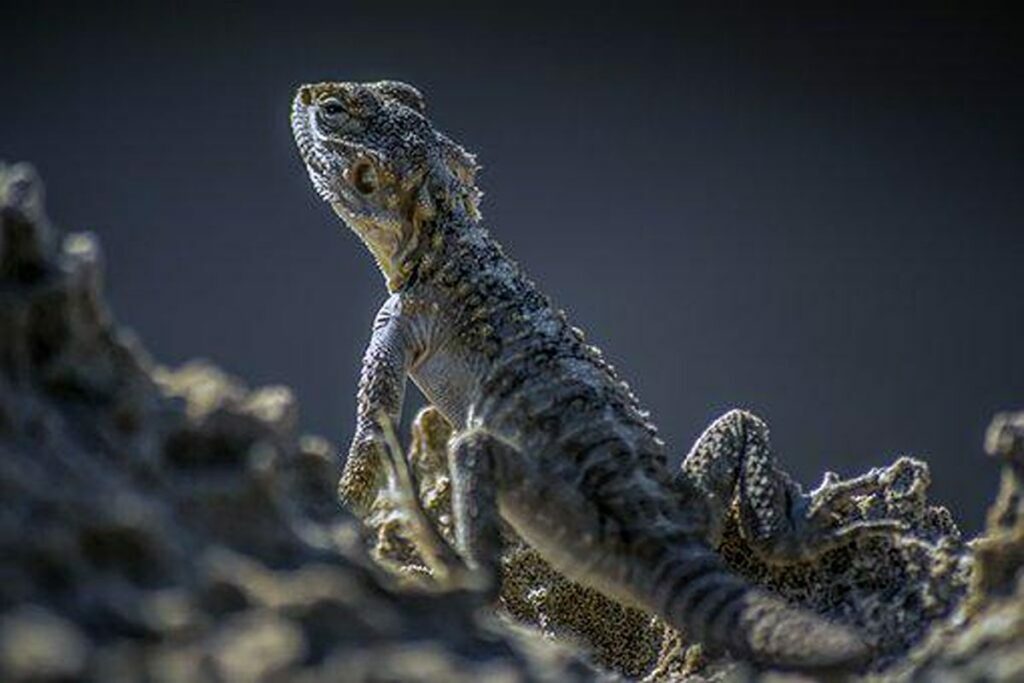 What’s Adaptation?
