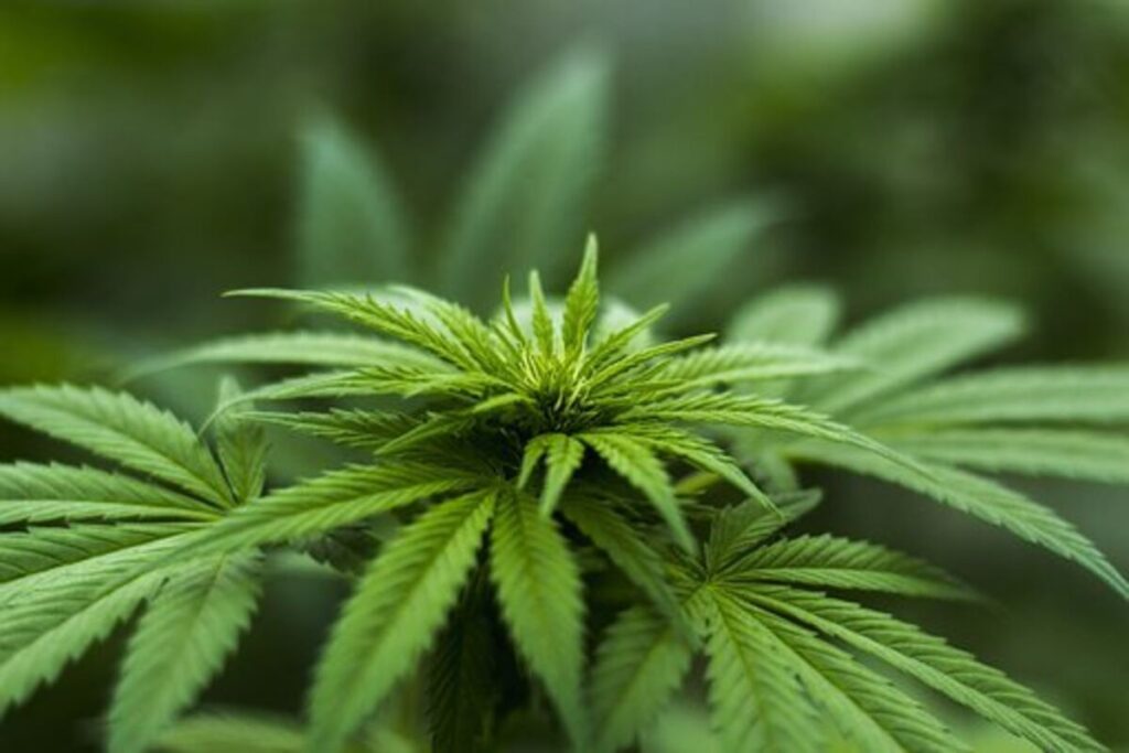 Medical marijuana Fast Facts For Young adults