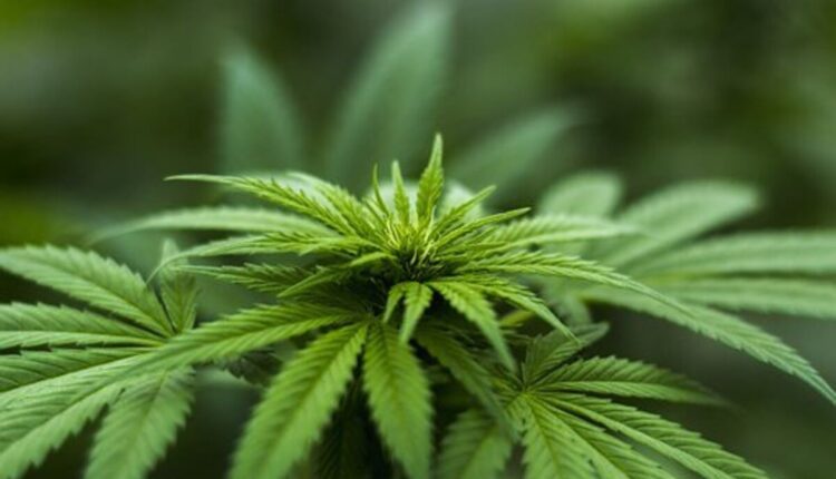 Cannabis Shop Online New Zealand
