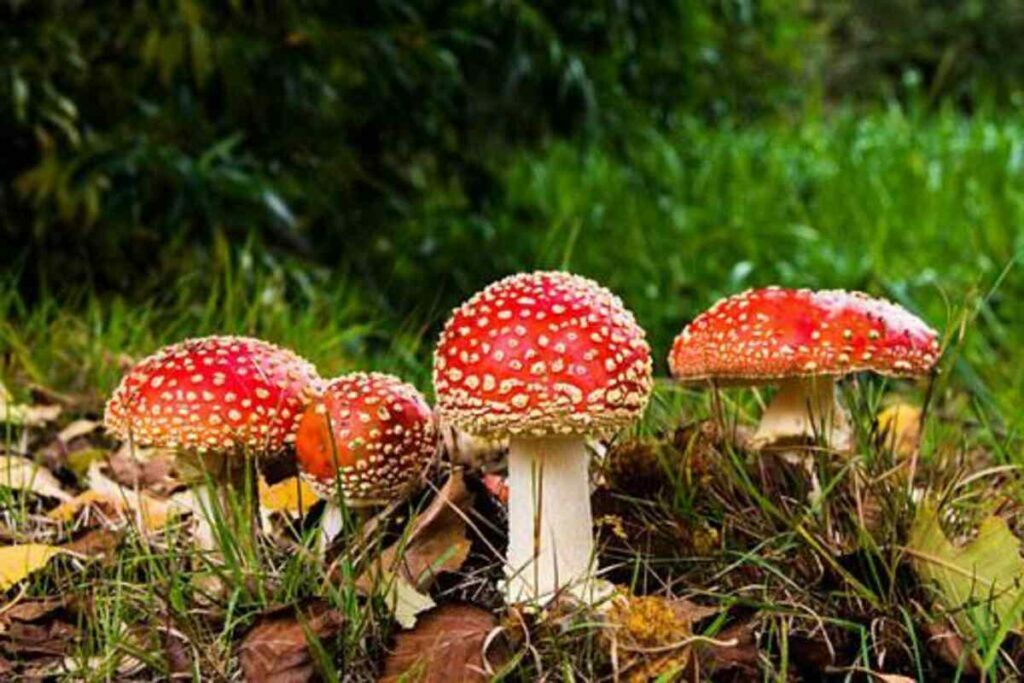 Here you are at the World of Mushrooms: A Delicious in addition to Healthy Food!