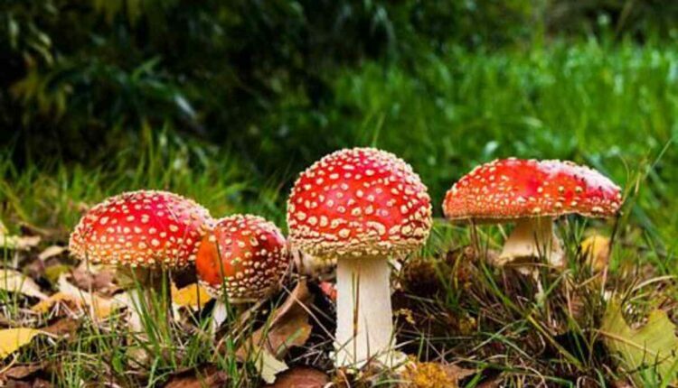 Magic Mushrooms Dispensary Near Me
