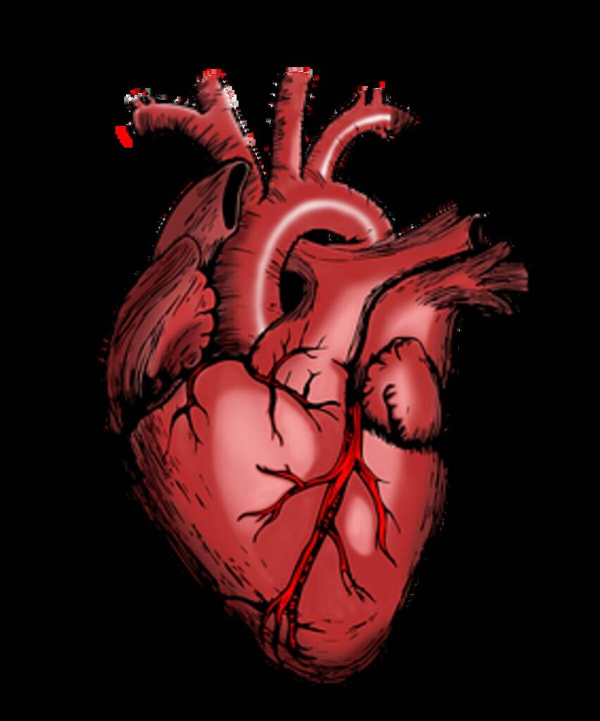 What You Ought to Know About Your Cardiovascular System