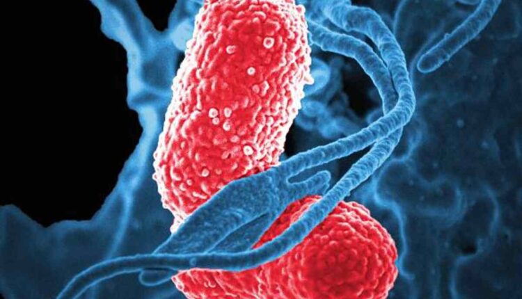 klebsiella pneumoniae