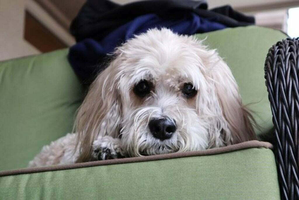 Things to Consider While Purchasing a Cockapoo Puppy