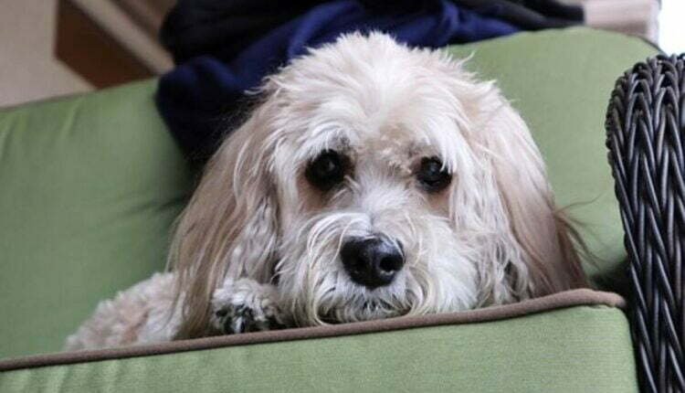 buy a Cockapoo