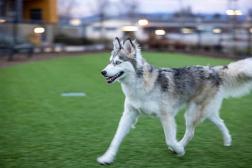 Which pet insurance is right for you?