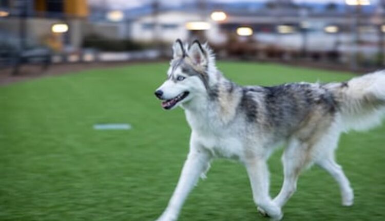 Analyzing budget-friendly pet insurance plans for dogs in NYC