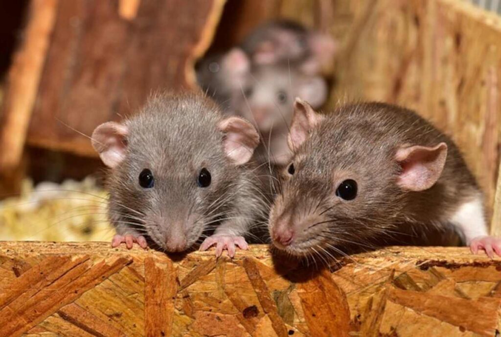 How to Eliminate Rodents