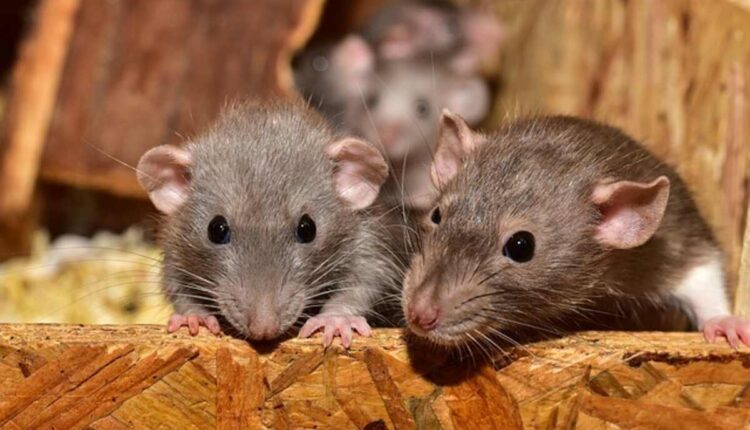 Rat Control Service