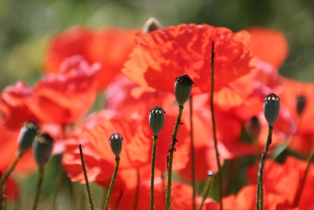 How to Use Dry Poppy Seed Pods