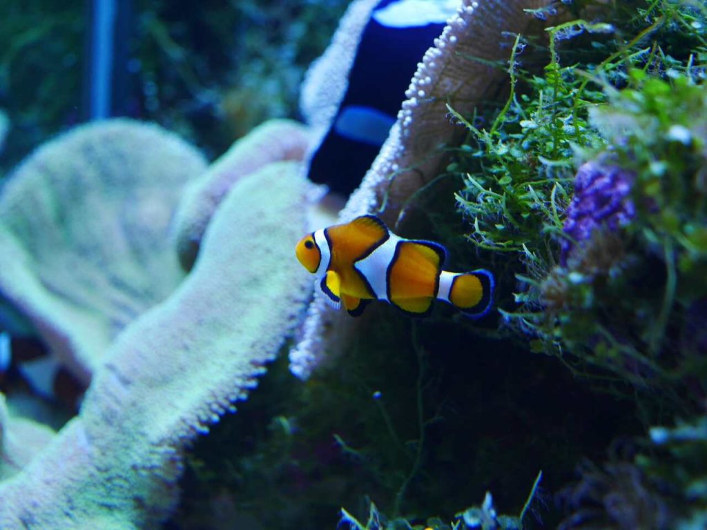 Peach From Finding Nemo