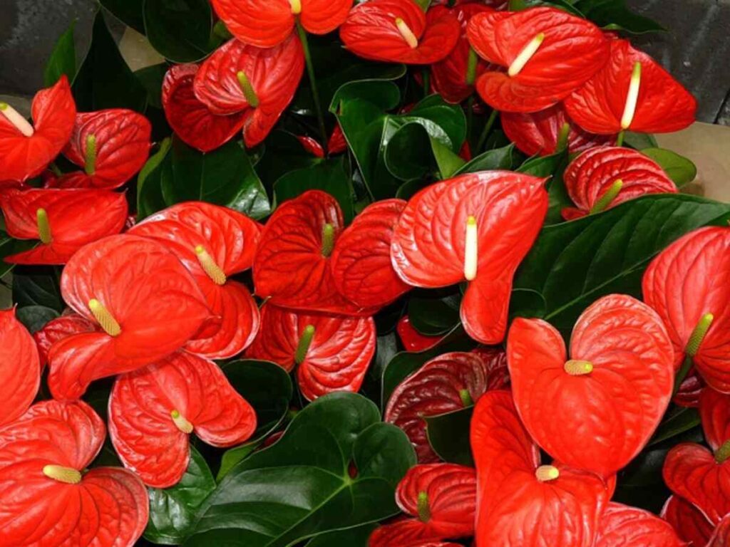 Burgundy Rubber Plant