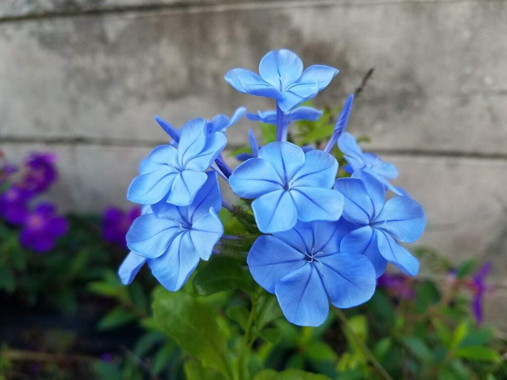 Blue Daze Plant