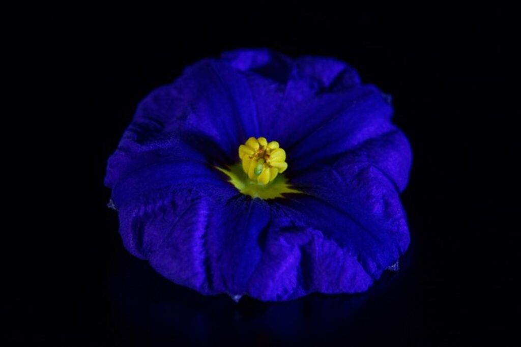 Calandiva – A New Flowering Succulent