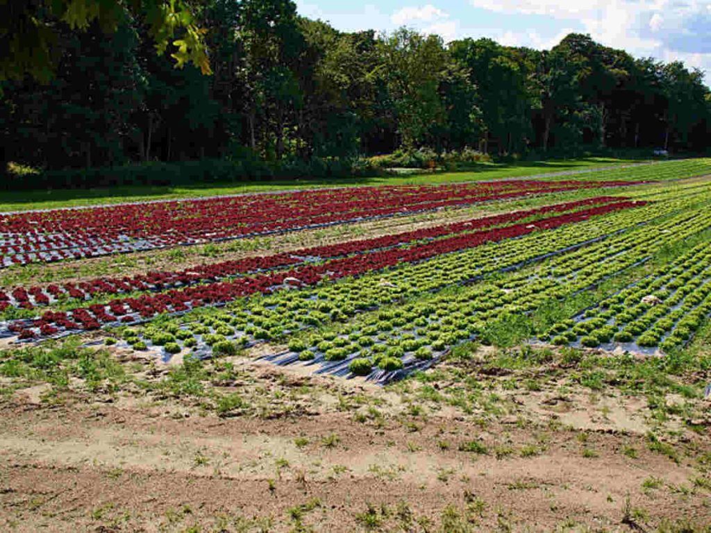 Okc Farm and Garden Craigslist