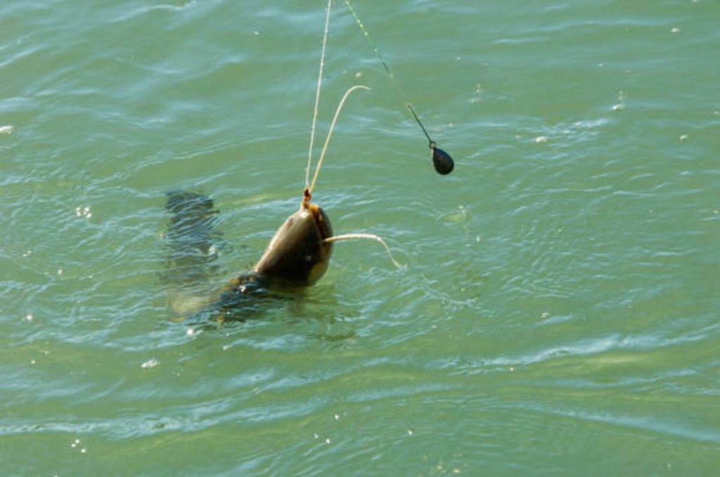 Fishing Report – Lake Palestine, Texas