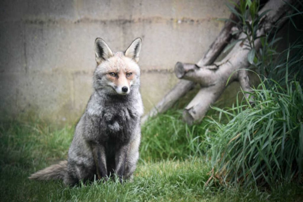 Reincarnated As a Fox With a System