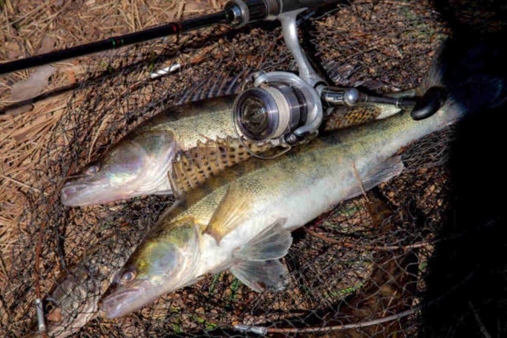 Make a Statement With a Pink Fishing Pole