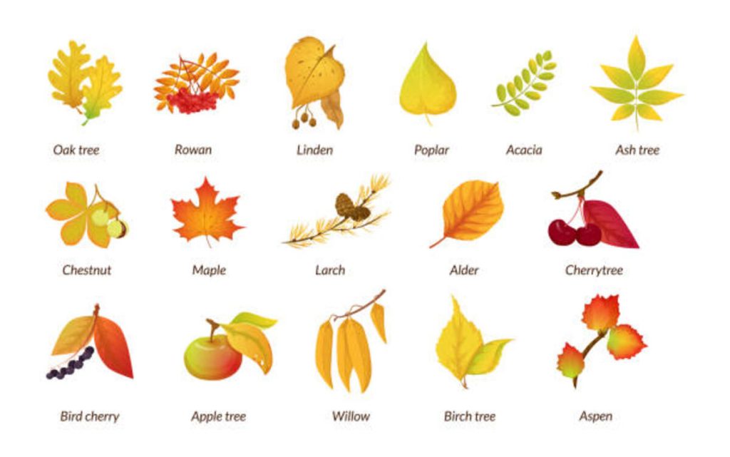 Fruits Name in Tamil and English