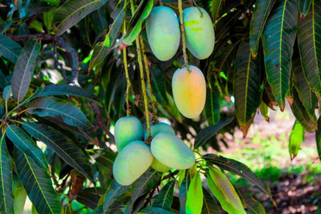 Fruits Name Change in Gujarat