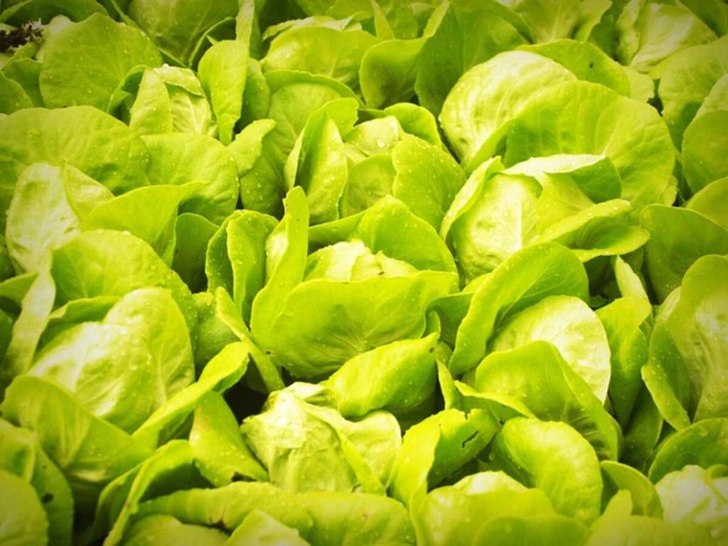 How to Start Hydroponic Seeds